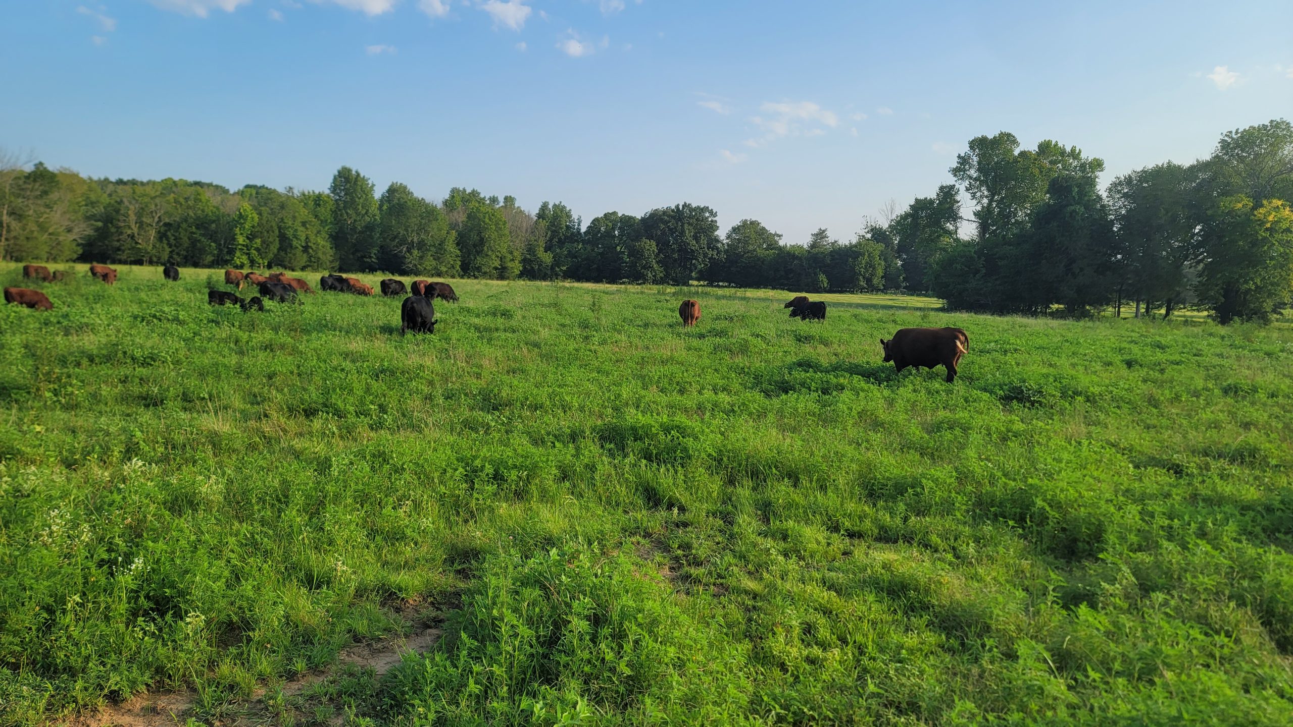 Girls grazing at the Holden Farm