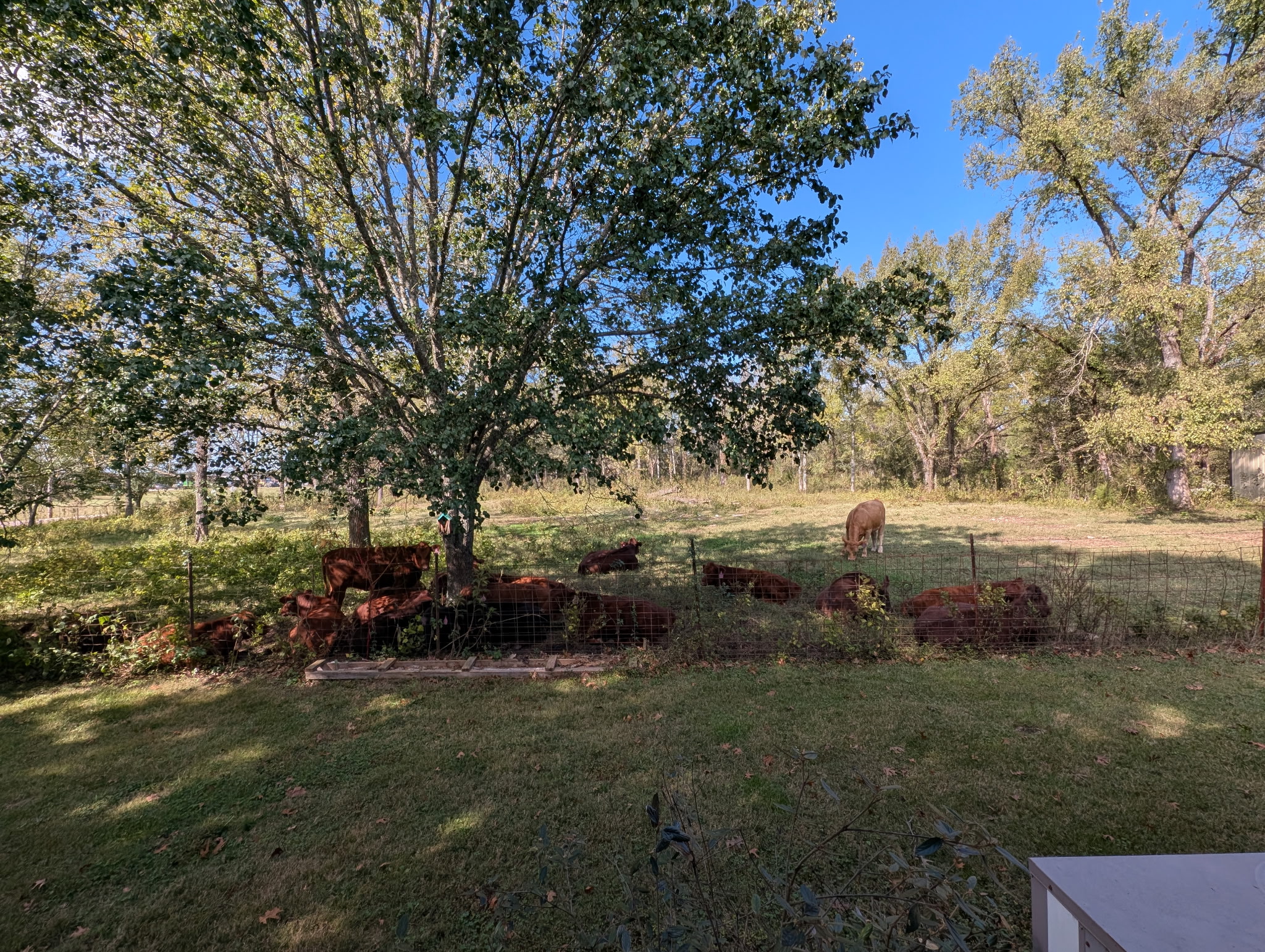 Lazy calves in the summer