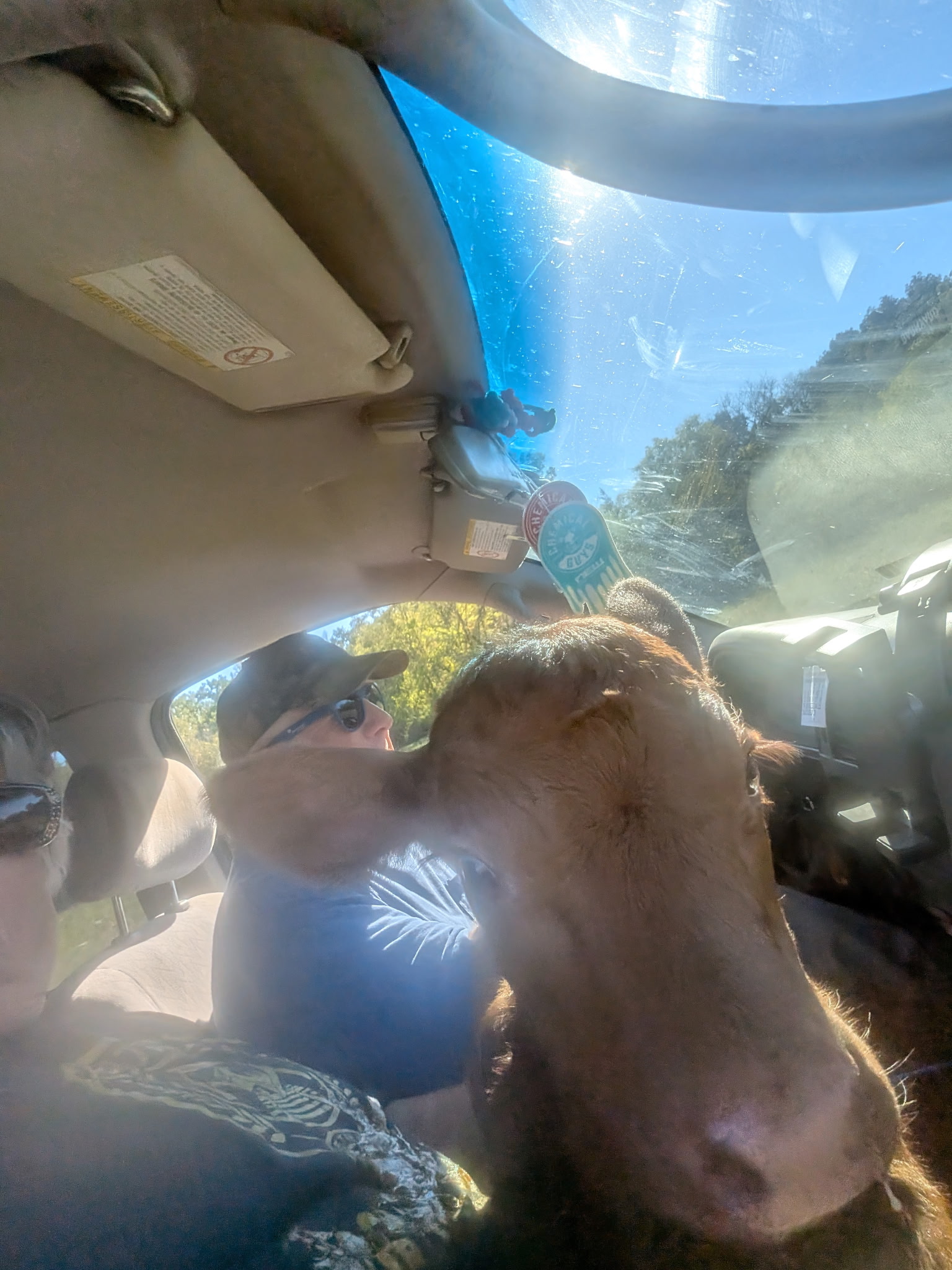 Calf goes for a ride