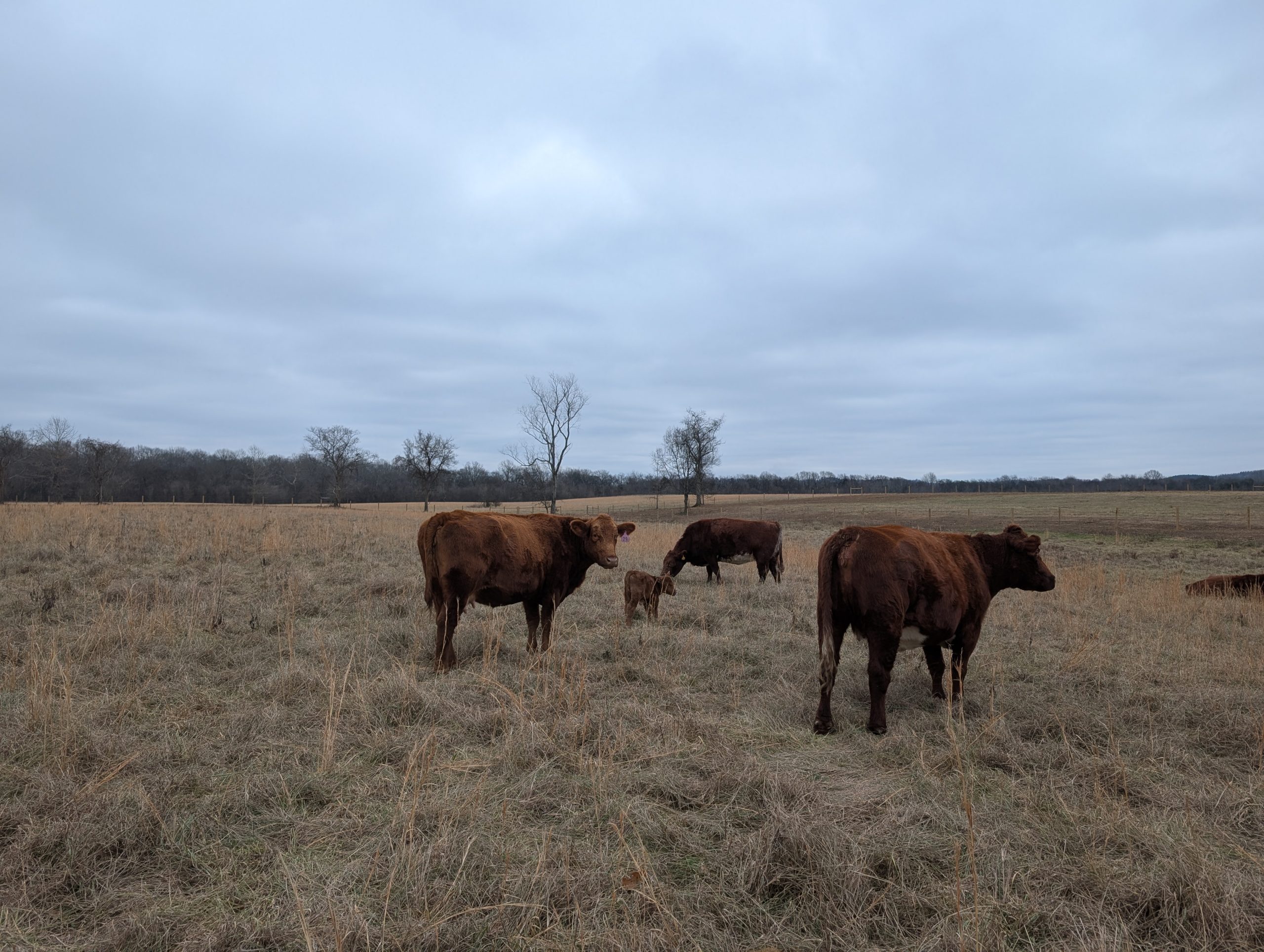 Winter Babies at the Aunt Bet Farm