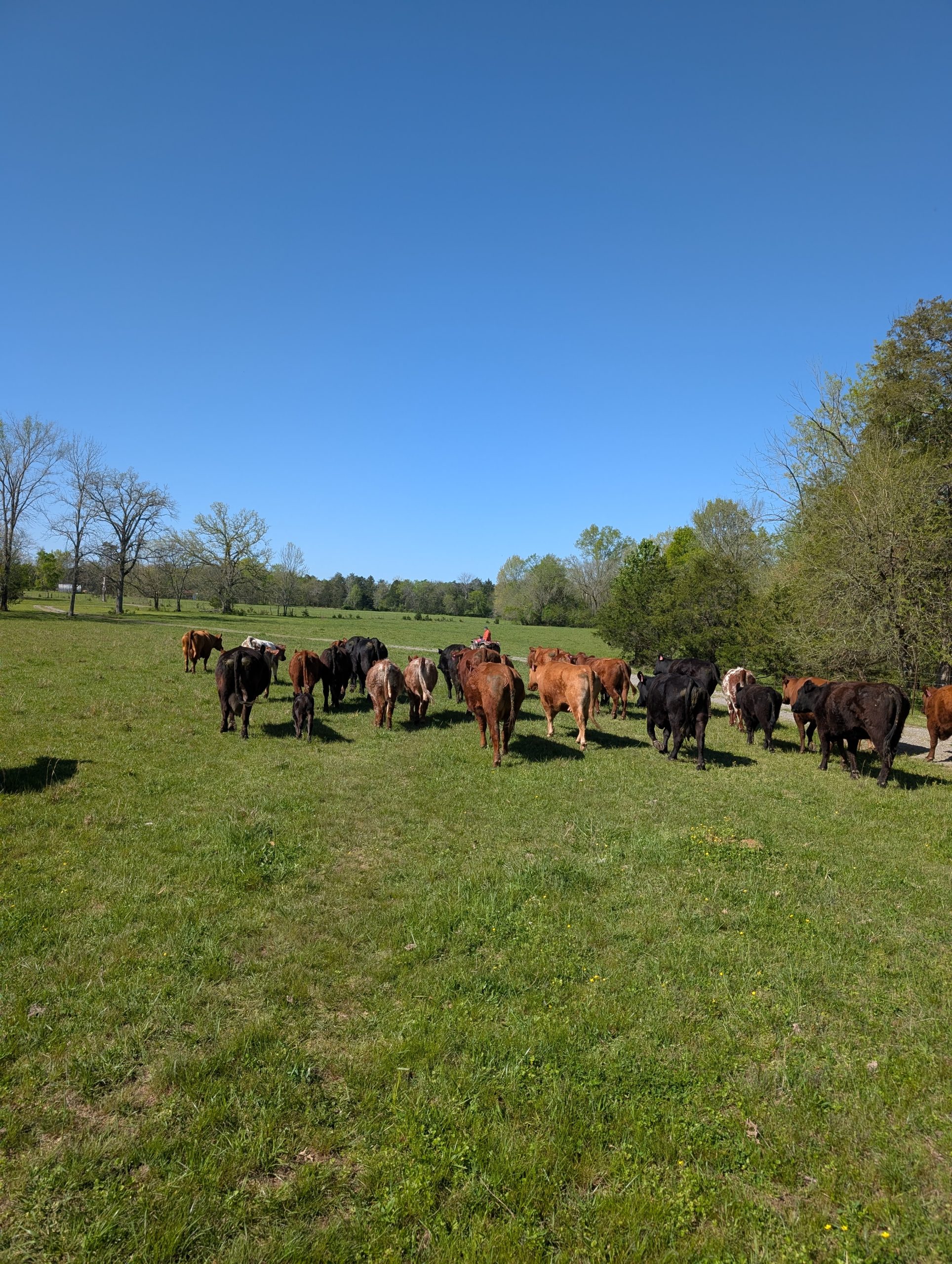 Cindy leads the cows to the house to get their shots