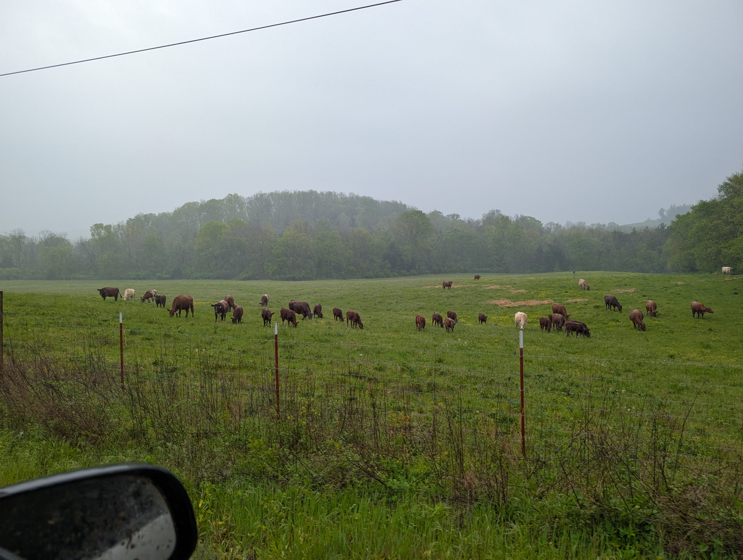 Cattle graze the Silo Hill Bottom