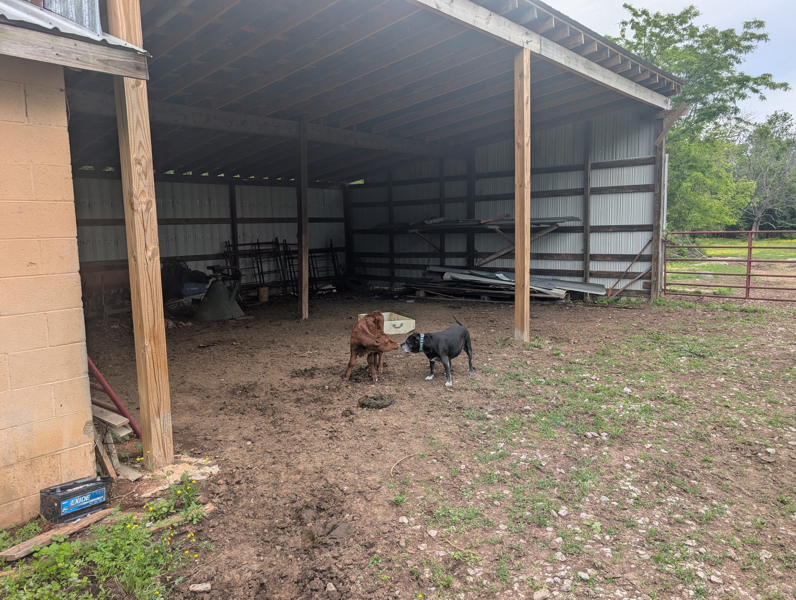 The bottle calf makes friends with the dog
