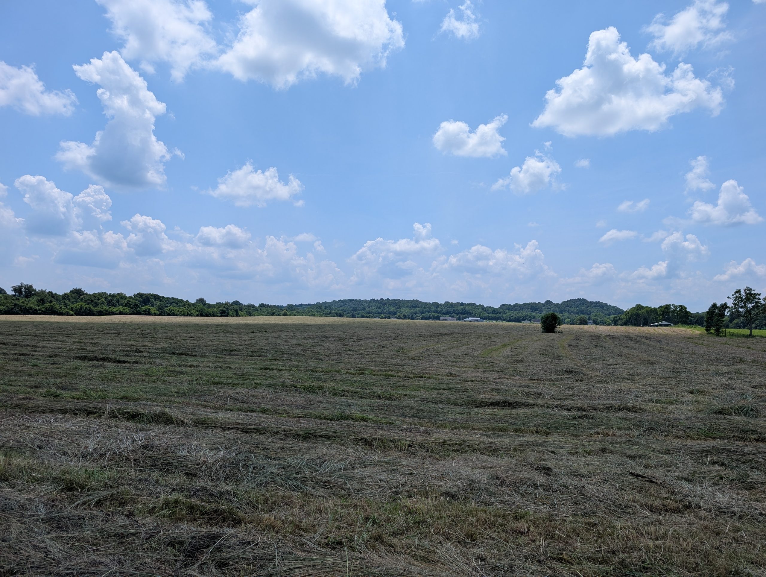 Freshly cut hay at the Aunt Bet farm