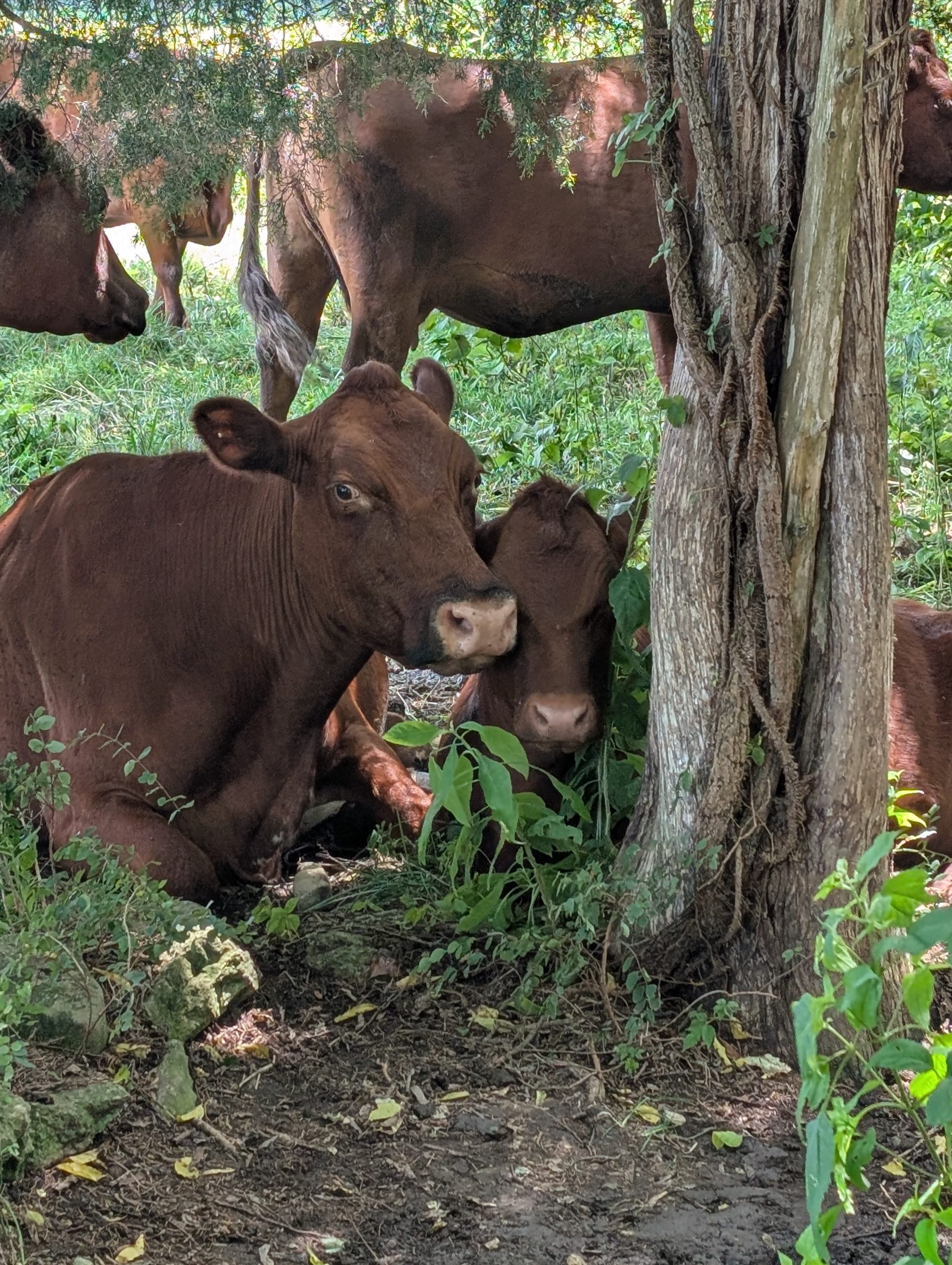 Girlfriends relaxing in the shade